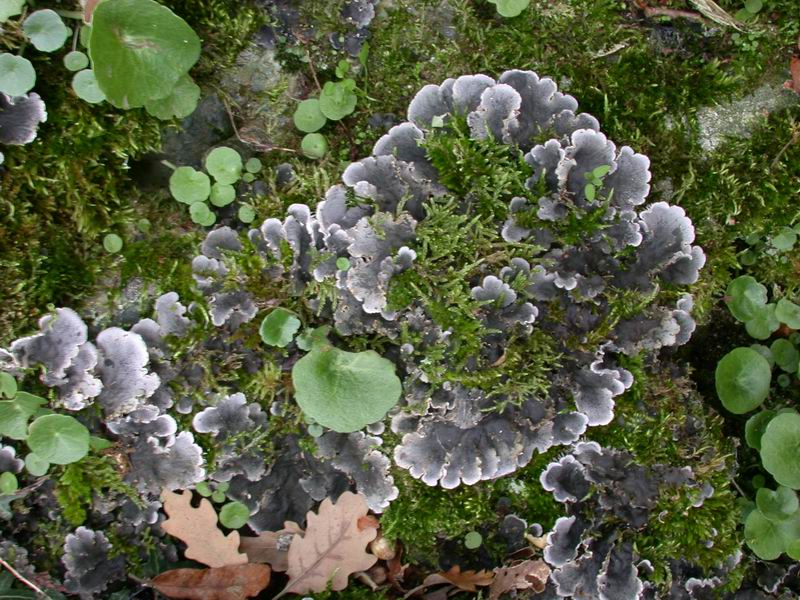 Peltigera praetextata